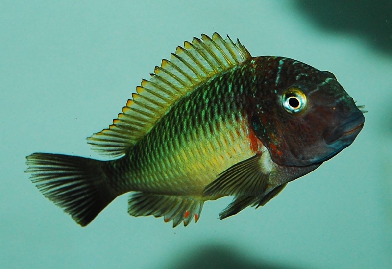 Tropheus moorii 'Musanga'